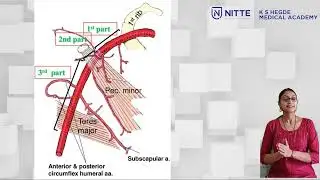 Axillary artery gross anatomy
