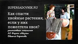 Как спасти хвойные растения, если у них пожелтела хвоя