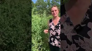 How to Identify and Control Leaf-Footed Bugs in Your Garden