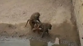 Baby baboon is running away from mother #baboon #attack