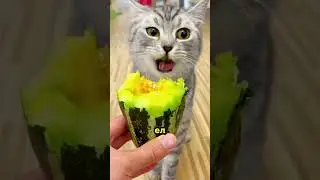 He Never Should Have Let His Cat Try Watermelon 😅🍉