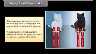 Princilpes of Inheritance and variation I