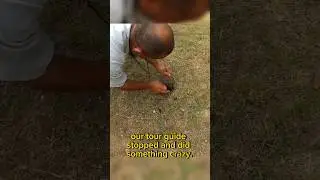 Would YOU do this in Belize?