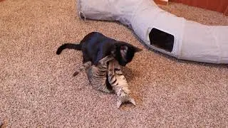 Exotic cats playing