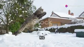 cat lovers 😍😍😍