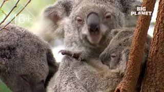 Новый год на канале Big Planet