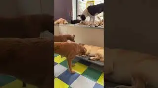 Checking in on their sleeping bro | #funnyanimalvideos