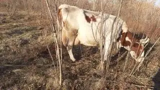 ПОЧЕМУ БЫВАЮТ ТРУДНЫЕ ОТЕЛЫ?