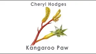 Kangaroo Paw Watercolour Time Lapse