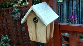 Chickadee Fledging