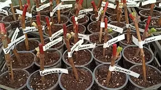 Planting sprouted grape cuttings in cups.