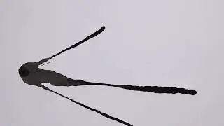 Ink Footage Bundle Collection - Ink Blast 001