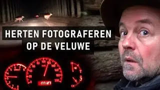 Edelherten fotograferen op de Veluwe