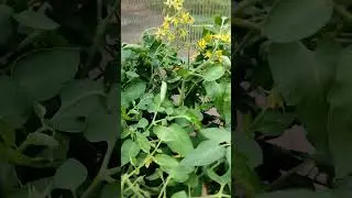 Активно трясём! И огромное количество завязи! 🍅