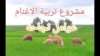 مشروع تربية الأغنام Sheep breeding project