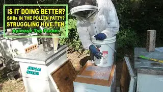 Struggling Little Hive Ten S8E30 #beekeeping