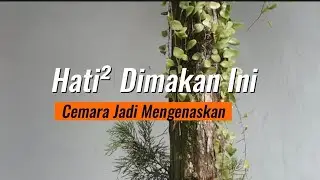 Wujud Cemara Mengenaskan Setelah Diserbu Benalu Ini