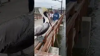 Пеликан который ждет рыбу
