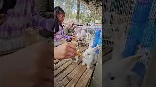 #animals #rabbit #wisatasumut #gundaling #berastagi #karo