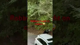 Bear break-in: our snacks got stolen! 😀 #bear #bears #wildlife#animalshorts#gatlinburgtennessee