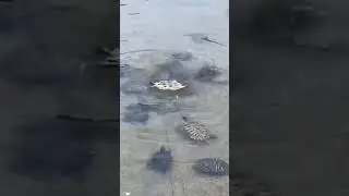 🐢
