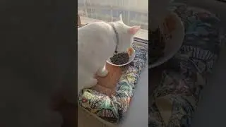 Белая кошка