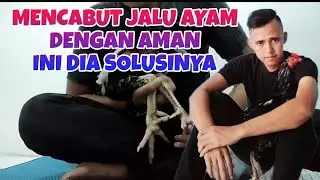 CARA MELEPASKAN JALU AYAM DENGAN MUDAH
