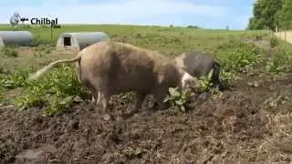 Naturligvis ka´det bære! Afgrøder