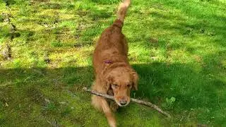 Odin Playing Fetch