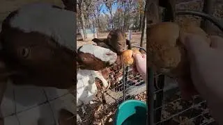 Do Goats Like Bagels 🥯