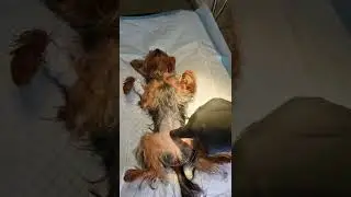 Йорк Вишна первые минуты после операции @Zoovetdoctor