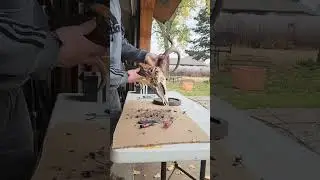 Cleaning a Deer Skull for a European Mount!