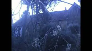 Bird sound