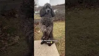 You should be scared 😭/j #dog #poodle #puppy #shorts #fyp #goldenretriever #dogs #labrador