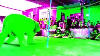 [REQUESTED] 2.0 Not Sure What I Did To Singa Barong Setyo Budoyo