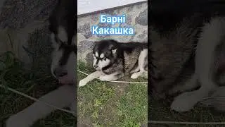 Барні кашка.