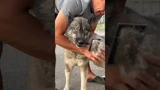 ПУРШ САМ СЕБЯ ПОЧЕШЕТ