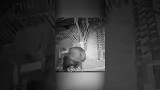 The bear broke into the sheep.