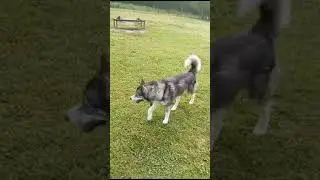 Ленивая стая собак на площадке!