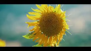Sunflowers Blooming