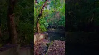 Iringolkaavu