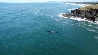 Humpback Whale - Port Macquarie