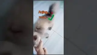 Kucing cerdas