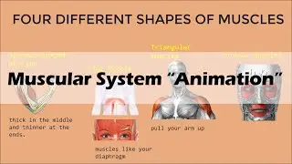 MUSCULAR SYSTEM (Animation)