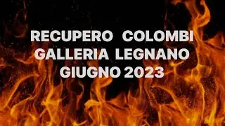 🚒👨‍🚒🪜🕊️🕊️ Recupero Animale