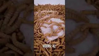 Mealworms can't eat a tissue!?