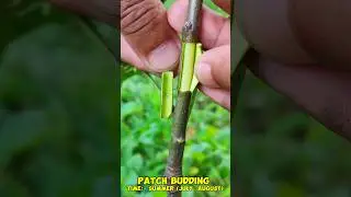Patch bud Grafting #shorts