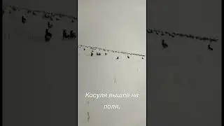 Тысячи косуль вышли на поля