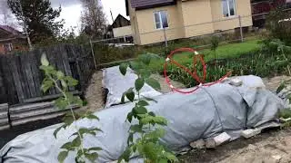 Пересадка Малины/первый Снег