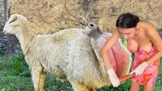 Farm #WithMe Cow Farming Milk Feeding Pretty Girl Modern Sheep Shearing Combine Cowshed Cleaning